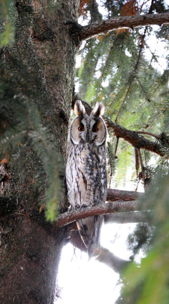 istock The big owl is sitting on a branch 1412395621