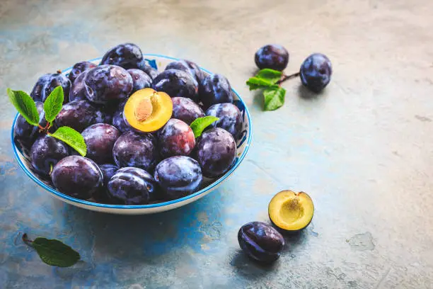 Freshly picked prune plums (Zwetschgen) fruits in a basket