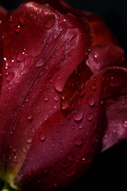 istock Summer flowers. Blossom 1412396470