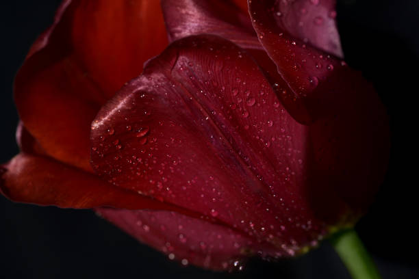 istock Summer flowers. Blossom 1412396623