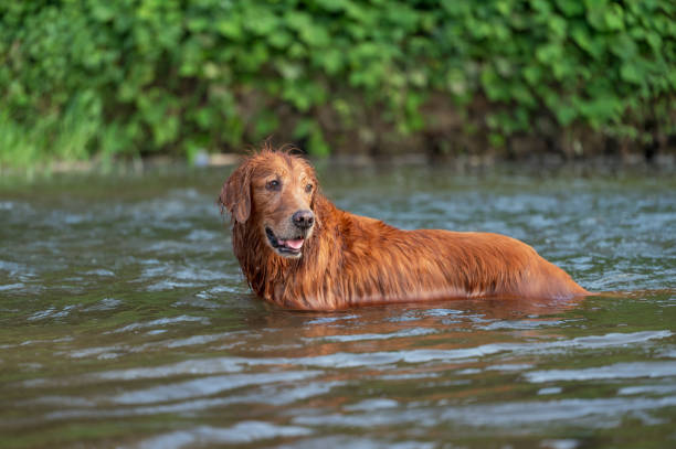 Golden Retriever playing in the creek