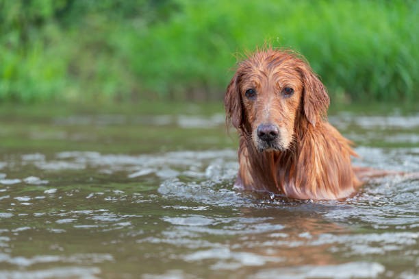 istock Golden Retriever playing in the creek 1412397443