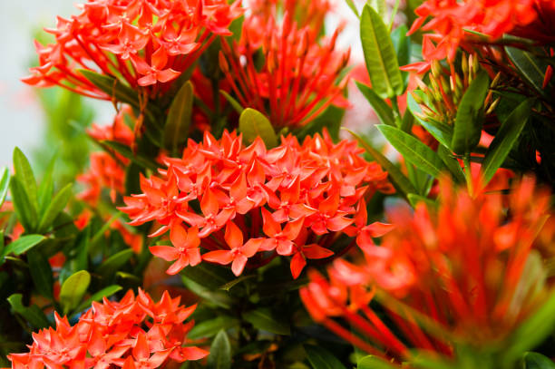 Ixora Coccinea aka Jungle Geranium, red tropical flowers