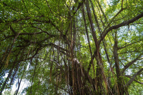 A large banyan tree with many aerial roots, with green leaves.