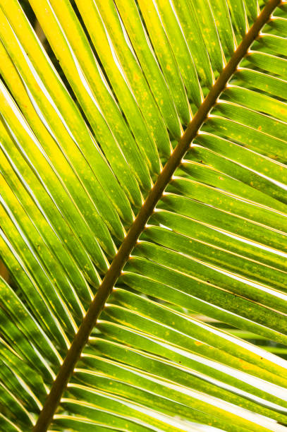 istock Closeup of backlit tropical palm leaf structure 1412400303