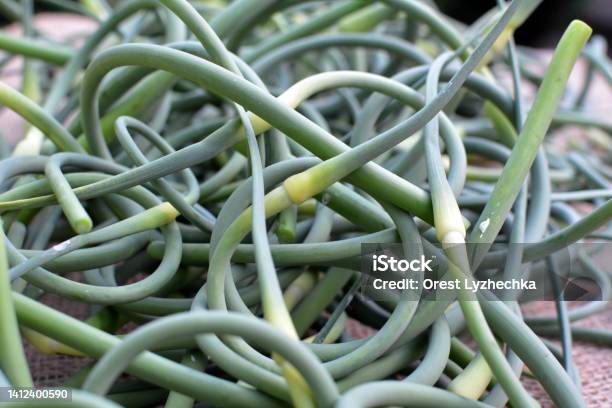 Garlic Arrows Are Collected Stock Photo - Download Image Now - Agriculture, Close-up, Color Image