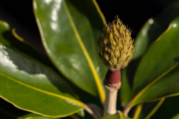 Dried magnolia flower