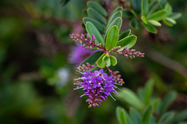 New Zealand Hebe Flower