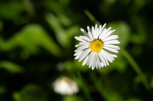 Close up daisies