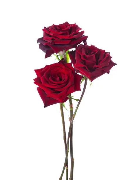 Photo of Three dark red Roses  isolated on white background. Selective focus