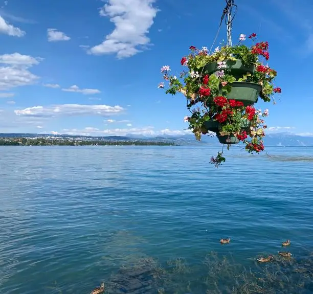 Flowers on Lake Geneva