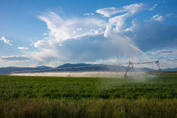 An agricultural field growing barley gets watered by a pivoting irrigation system stock photo