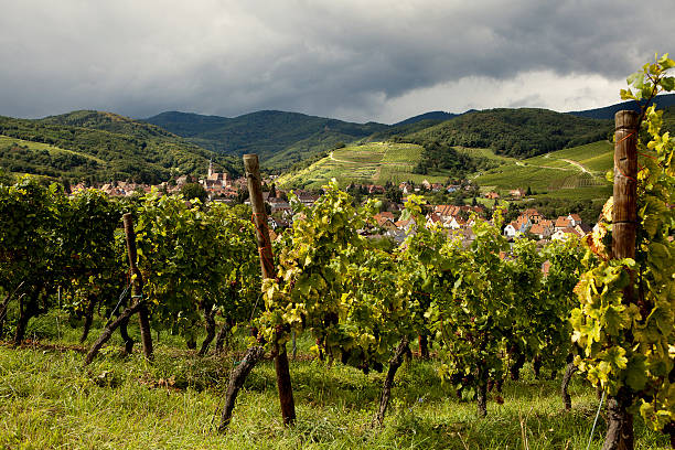 Village of Andlau in Alsace France with foreground vineyards