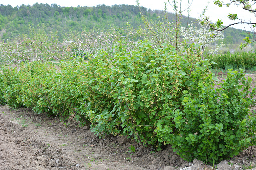 Berry bushes grow in the garden in the spring