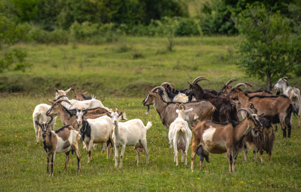 istock Domestic goat in its natural environment 1412403231