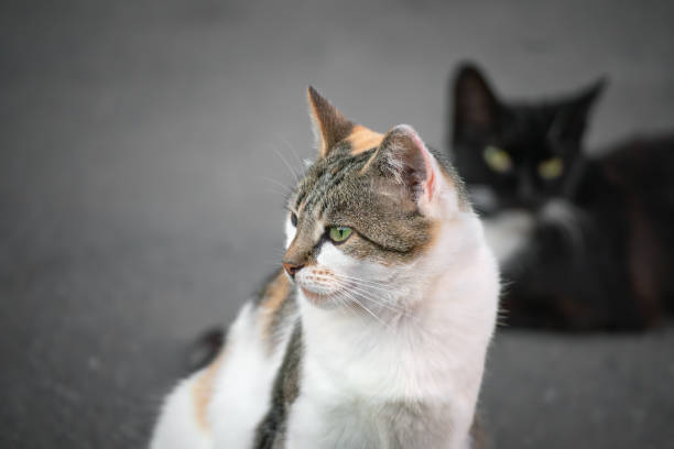 istock Homeless cats on the pavement. 1412403697