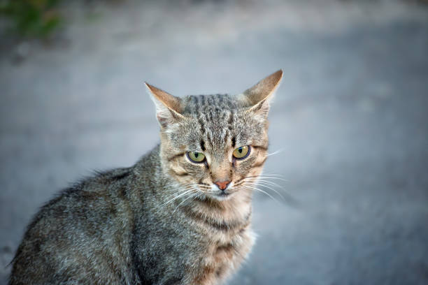 istock Homeless cats on the pavement. 1412403699