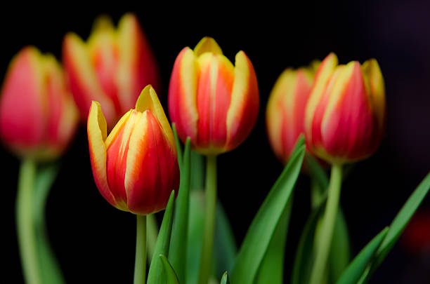 Tulipani di Pasqua - foto stock