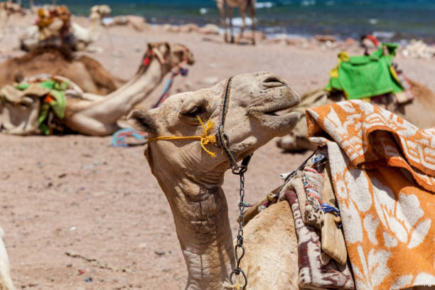 istock Caravan camels resting near the sea 1412403863