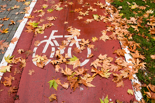 Bicycle path and autumn leaves
