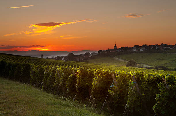 Summer morning in French vineyards