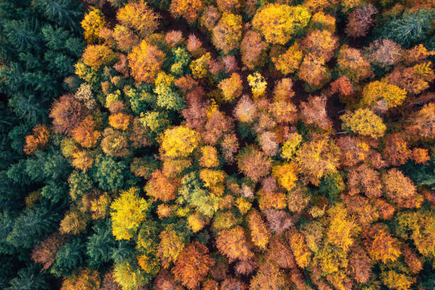 istock Aerial View On Colorful Autumn Forest 1412404750