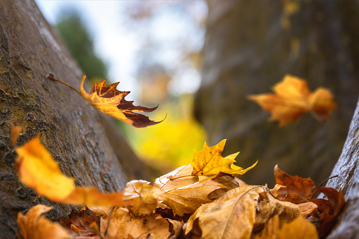 Autumn leaves falling from the trees.