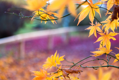 Autumn background with yellow maple leaves. Copy space.