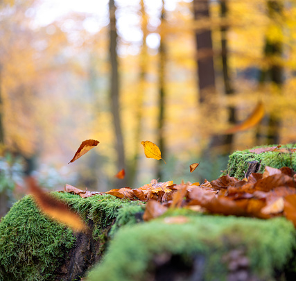 Autumn leaves falling from the trees in colourful forest.