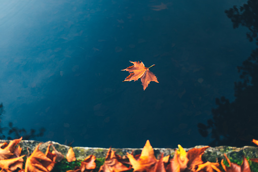 Autumn leaf floating on a water surface of a lake.