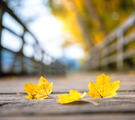 Yellow autumn leaves lying on a wooden path by the lake.