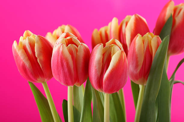 Beautiful tuplis against a pink background stock photo