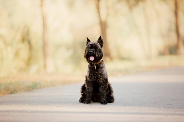 istock Miniature Schnauzer dog at Autumn park 1412404913