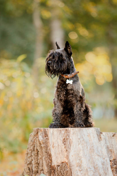 istock Miniature Schnauzer dog at Autumn park 1412404915