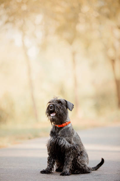 istock Miniature Schnauzer dog at Autumn park 1412404916