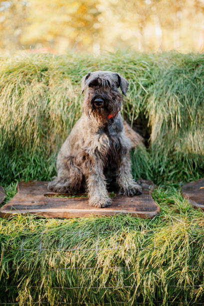 istock Miniature Schnauzer dog at Autumn park 1412404940