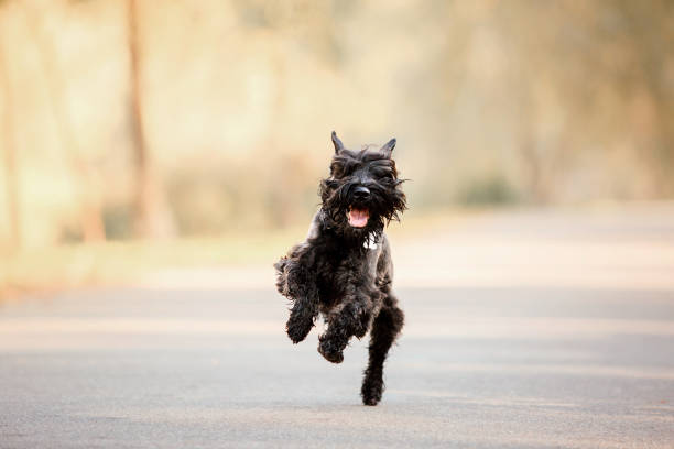 Miniature Schnauzer dog at Autumn park