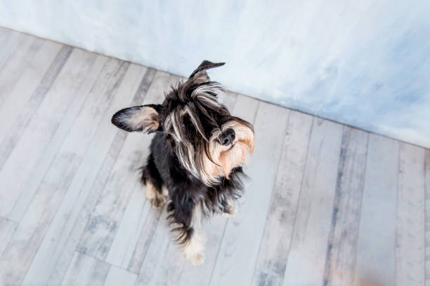 istock Miniature schnauzer dog at home. Dog at studio. Training dog 1412405081