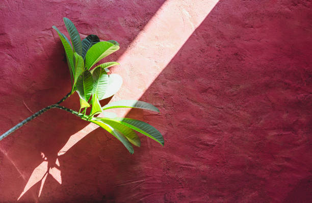 Green tree on red cement wall with afternoon sun light, home outdoor decorate