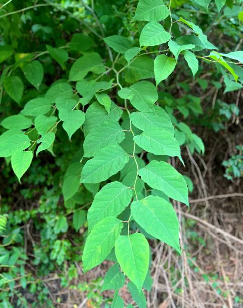 istock Japanese Knotweed Leaves 1412405702