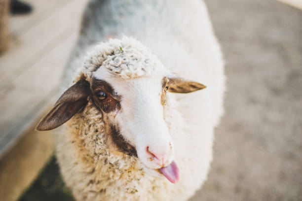 istock Cute and fluffy sheep shows his tongue 1412408073