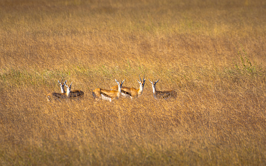 Group of Thomson's gazelles in the meadow of Serengeti National Park. Tanzania.