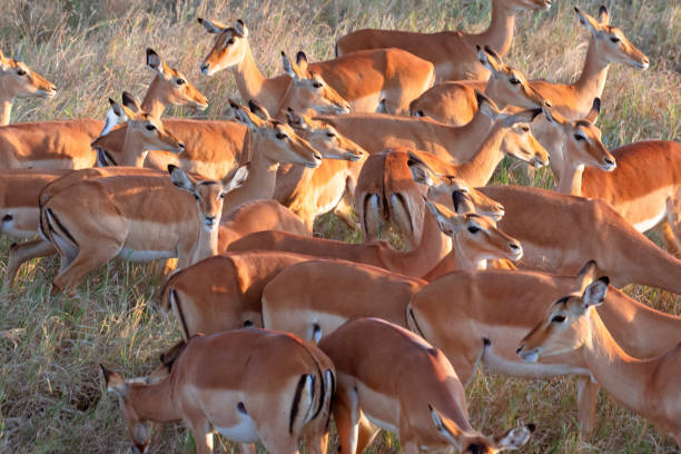 Herd of multiple female Impala (Aepyceros melampus) in the grasslands of Serengeti National Park. Tanzania. stock photo