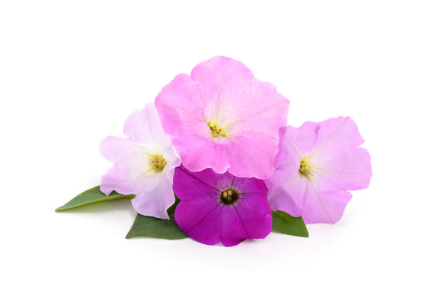 istock Bouquet of purple petunia. 1412409933