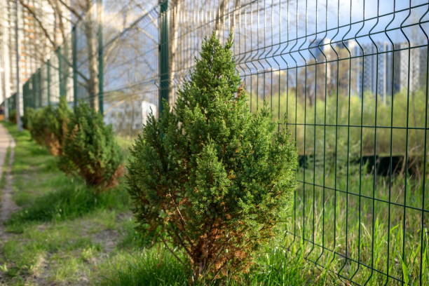 Skyrocket Junipers hedges as house green fence from street side Skyrocket Junipers hedges as house green fence from street side. juniperus chinensis stock pictures, royalty-free photos & images
