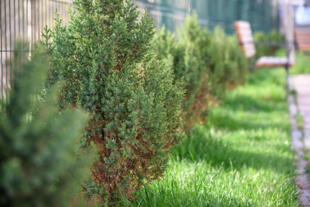 istock Skyrocket Junipers hedges as house green fence from street side 1412410030