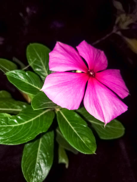 istock Purple flower in the night 1412410423