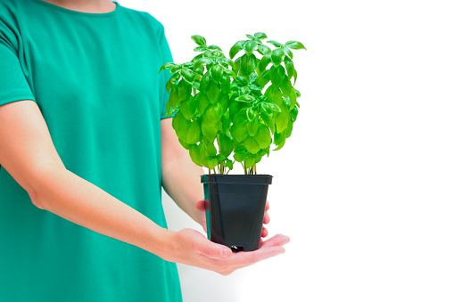 Woman wearing a green dress holds a basil bush in a planter isolated on white background with copy space.