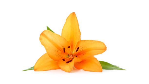 istock Beautiful orange lily. 1412411791