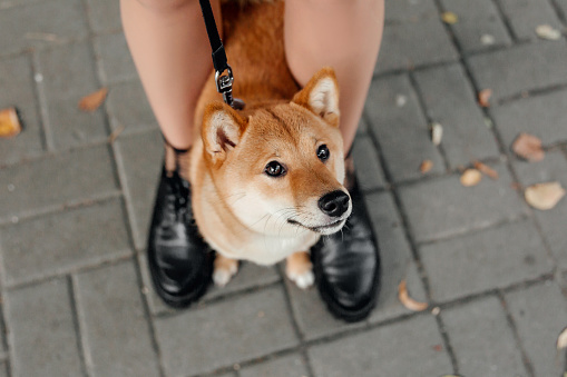 Shiba inu dog outdoor. Autumn Fall collections. Dog walking